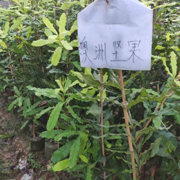 澳洲坚果美植袋苗量多价优批发福建漳州