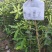 澳洲坚果美植袋苗量多价优批发福建漳州