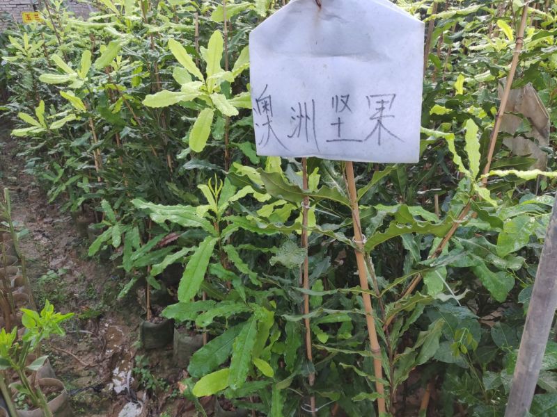 澳洲坚果美植袋苗量多价优批发福建漳州