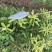 澳洲坚果美植袋苗量多价优批发福建漳州