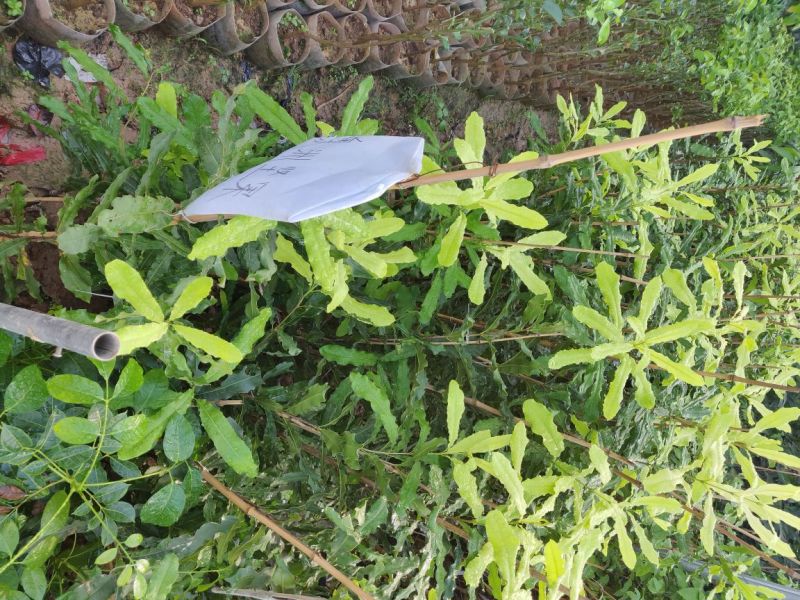 澳洲坚果美植袋苗量多价优批发福建漳州