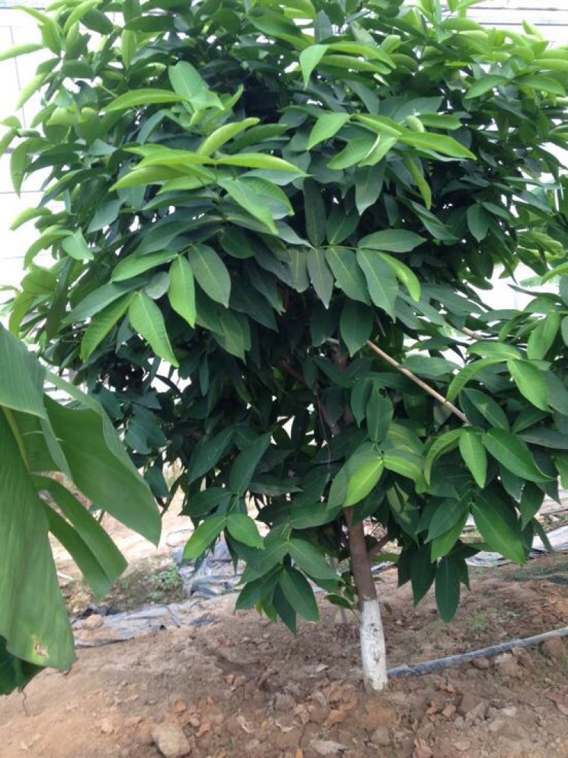 莲雾种苗