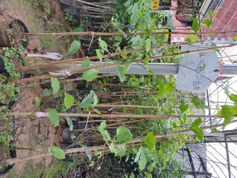 百香果袋苗量多价优批发福建漳州