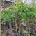百香果袋苗量多价优批发福建漳州