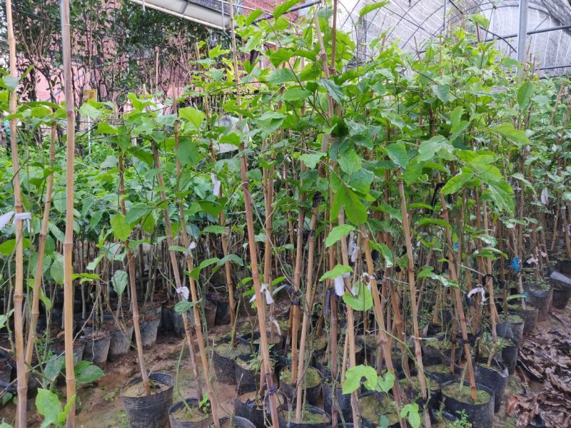 百香果袋苗量多价优批发福建漳州