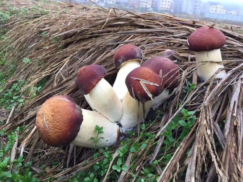 大球盖菇菌种全年无间断供应，全国发货