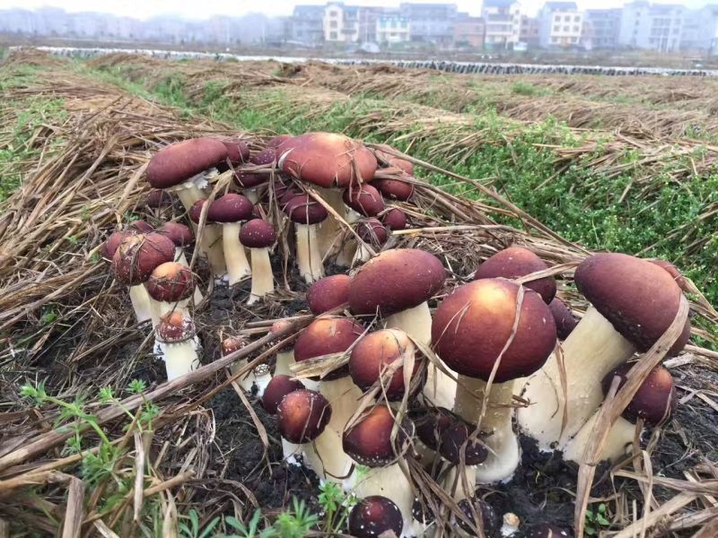 大球盖菇菌种全年无间断供应，全国发货