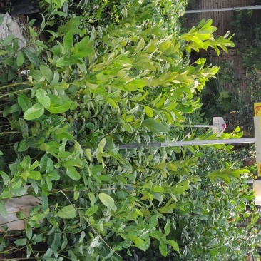 佛手袋苗量多价优批发福建漳州