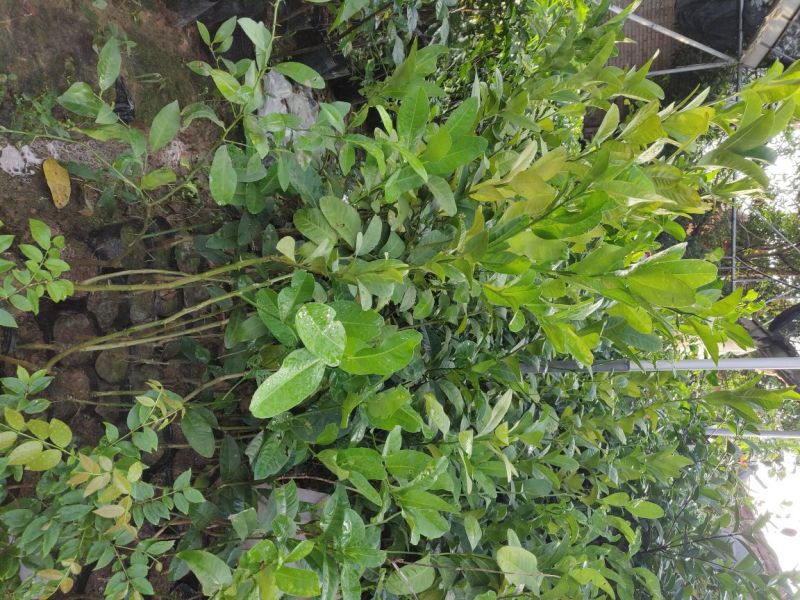 佛手袋苗量多价优批发福建漳州