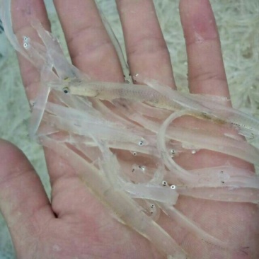 银鱼
