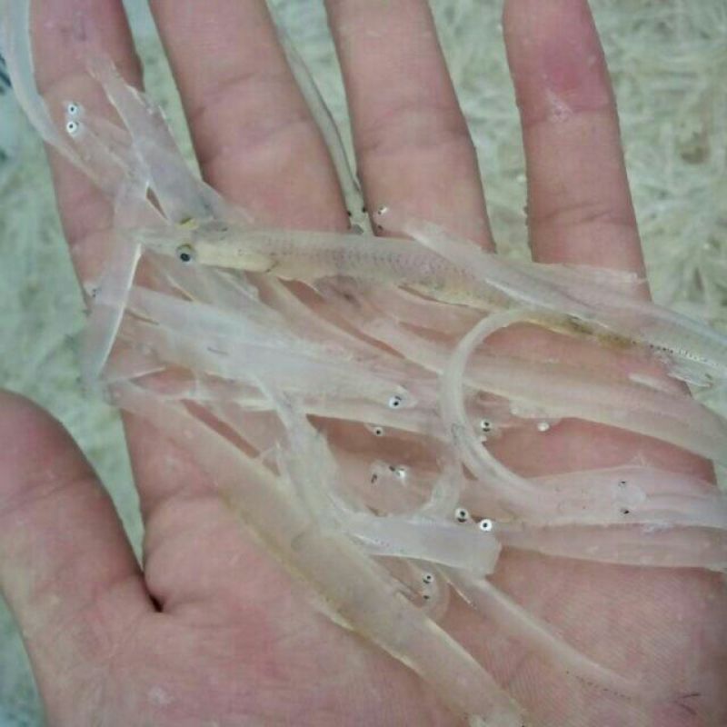 银鱼