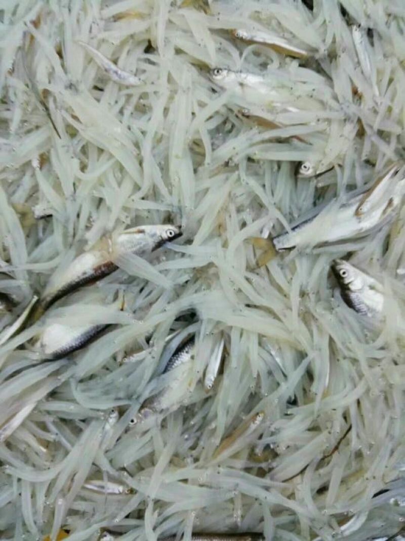 银鱼