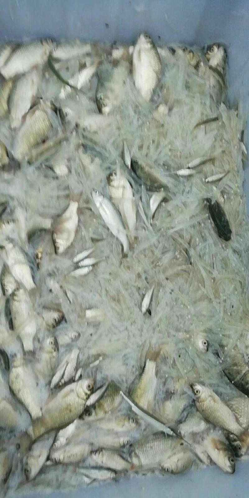 银鱼