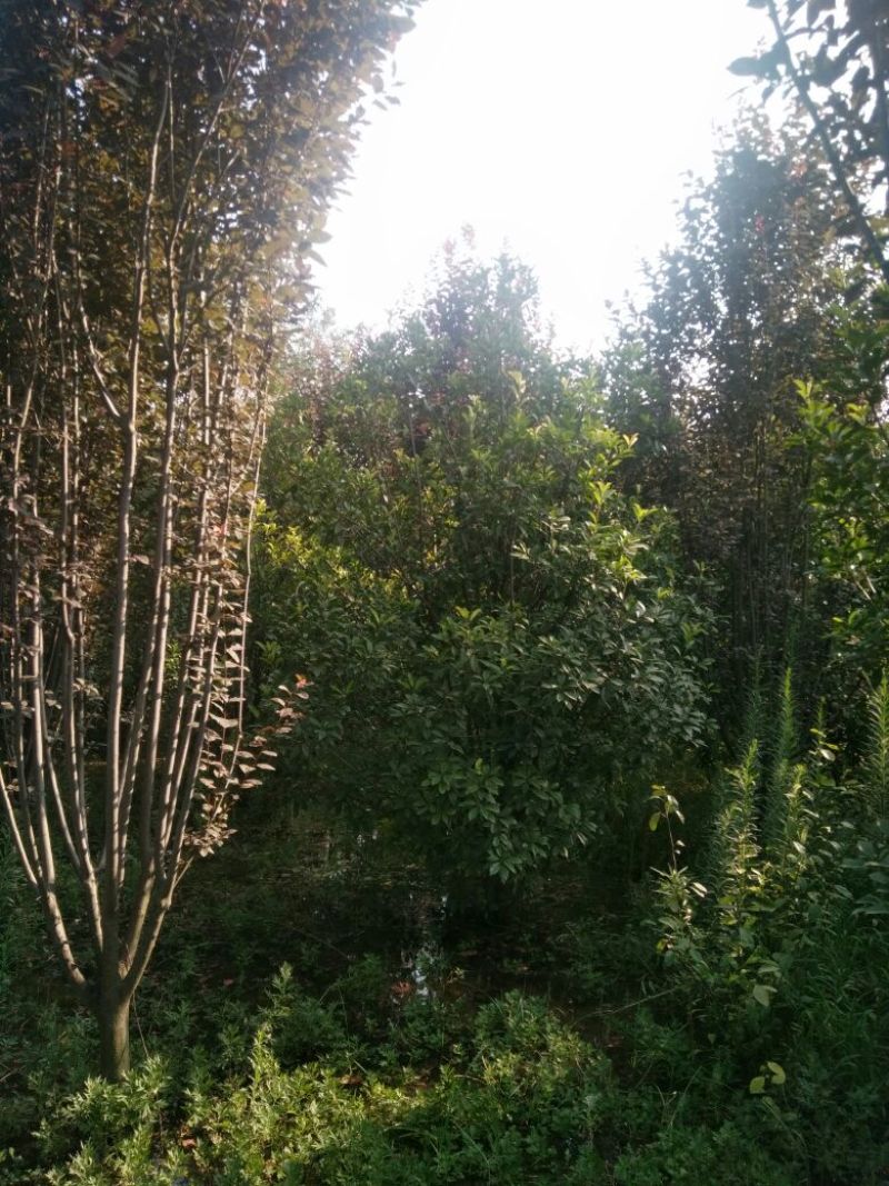 丛生红叶石楠