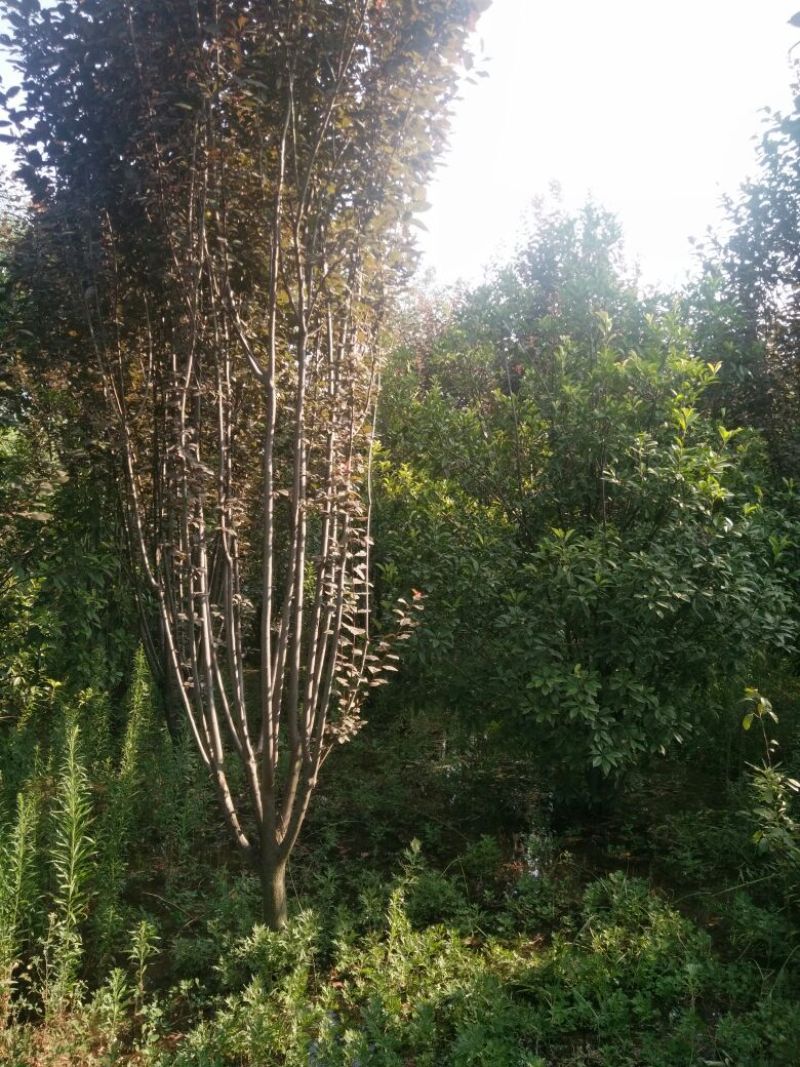 丛生红叶石楠