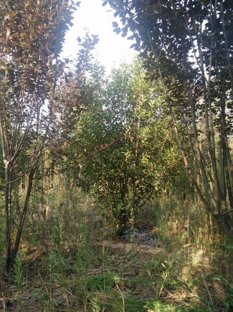 丛生红叶石楠