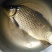 黄金鲫:8两至1:5斤