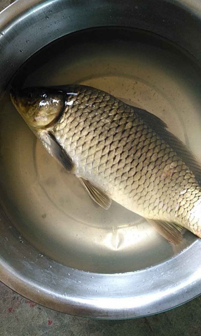 黄金鲫:8两至1:5斤