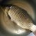 黄金鲫:8两至1:5斤