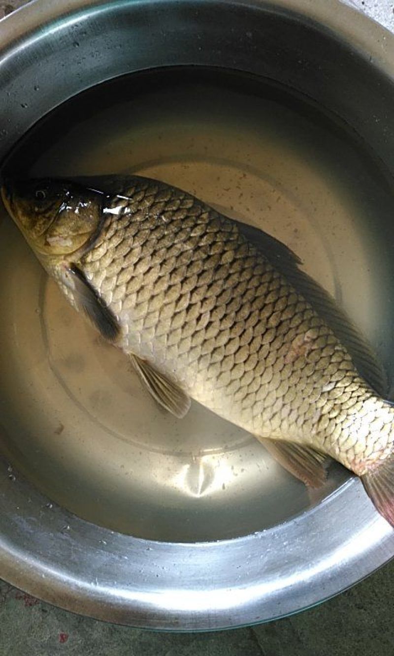 黄金鲫:8两至1:5斤