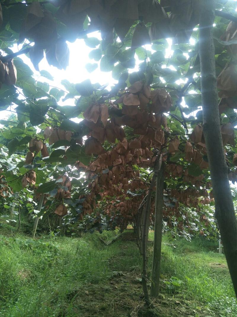 蒲江红心猕猴桃奇异果新鲜水果，产地直供，品质保障