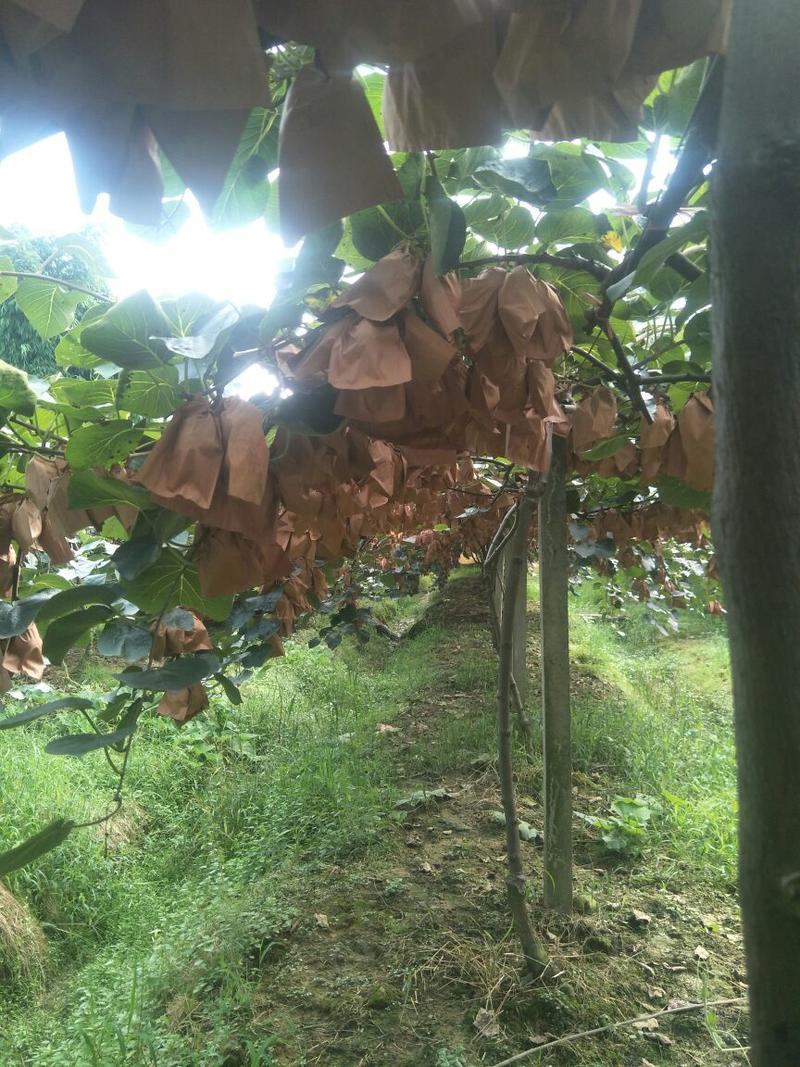 蒲江红心猕猴桃奇异果新鲜水果，产地直供，品质保障