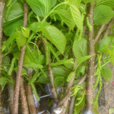 长果桑树苗10~20cm