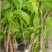 长果桑树苗10~20cm
