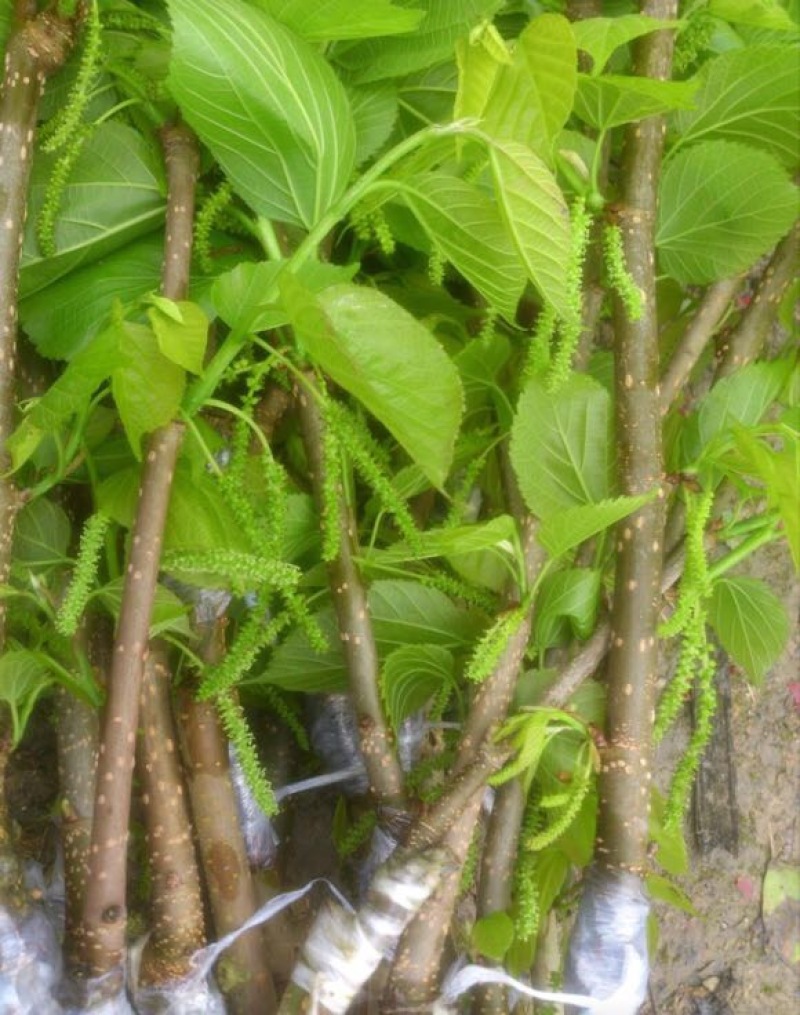 长果桑树苗10~20cm