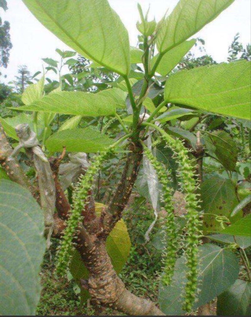 长果桑树苗10~20cm
