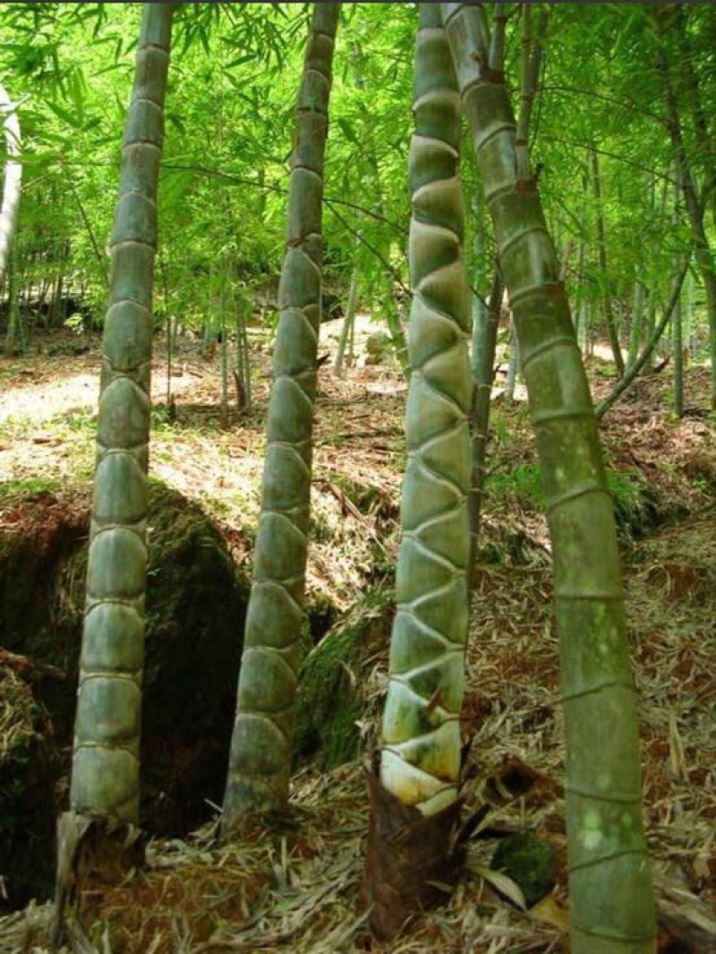 竹子6~7m