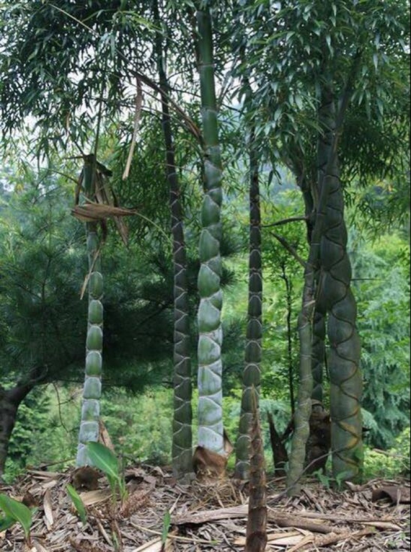 竹子6~7m