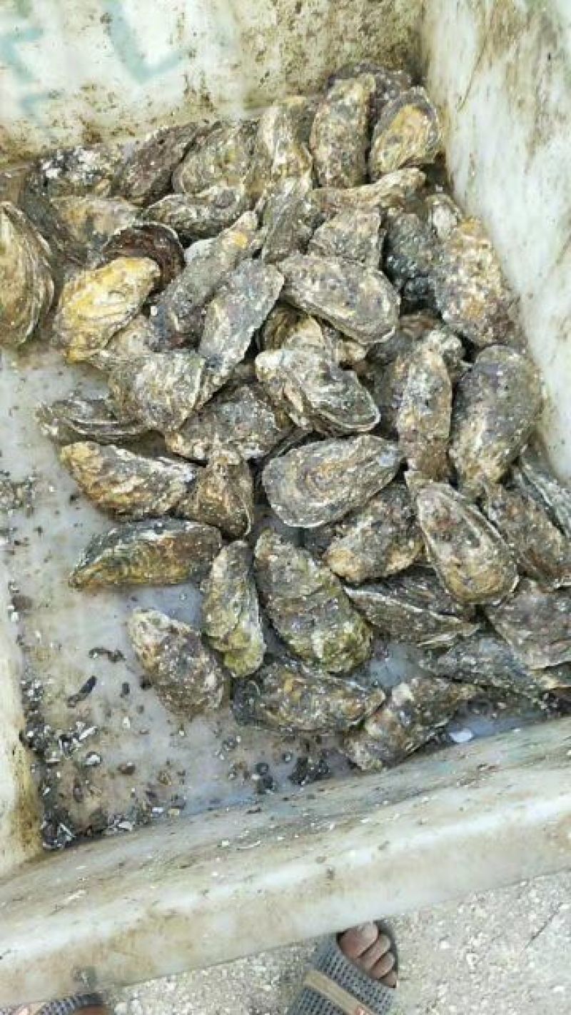 牡蛎生蚝鲜活，规格4567