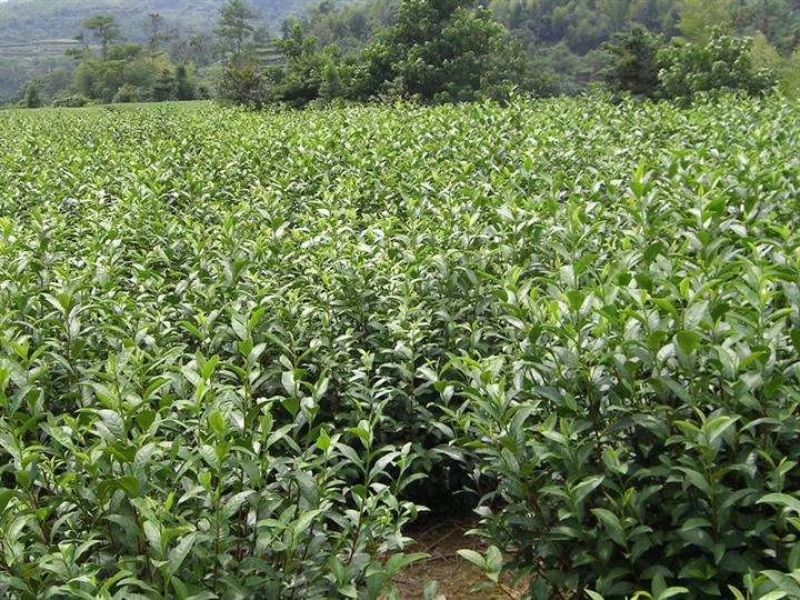 大量供应绿茶树苗，安吉白茶，黄金芽