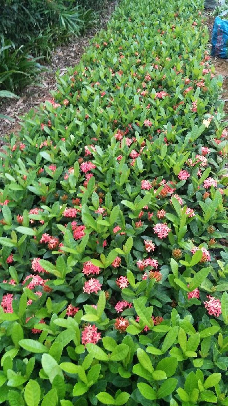 龙船花