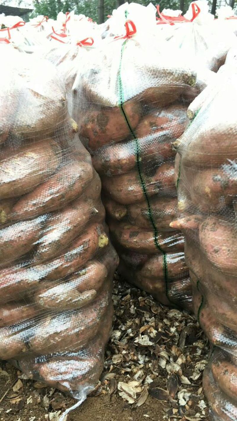 商十九白心西瓜红紫薯