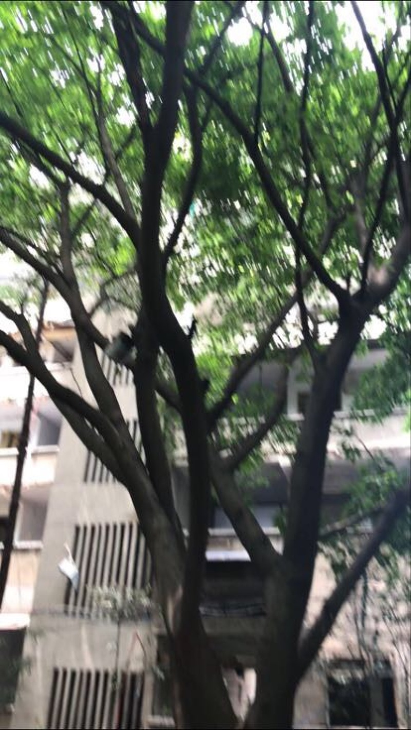 黄葛树（大叶榕）供应20～80的黄葛树（真实需求联系询