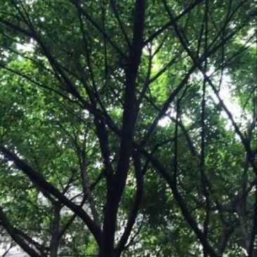 黄葛树（大叶榕）供应20～80的黄葛树（真实需求联系询