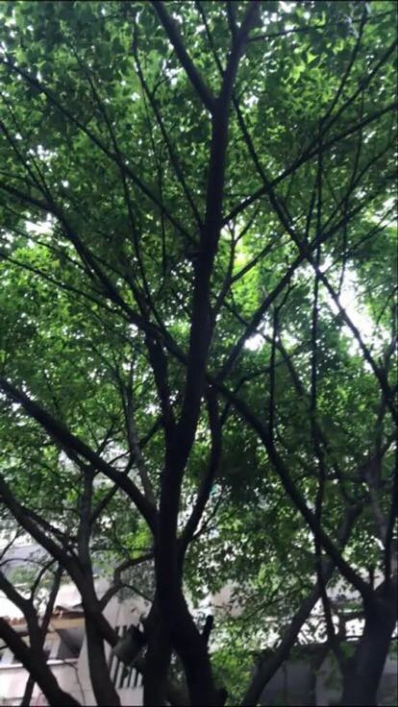 黄葛树（大叶榕）供应20～80的黄葛树（真实需求联系询