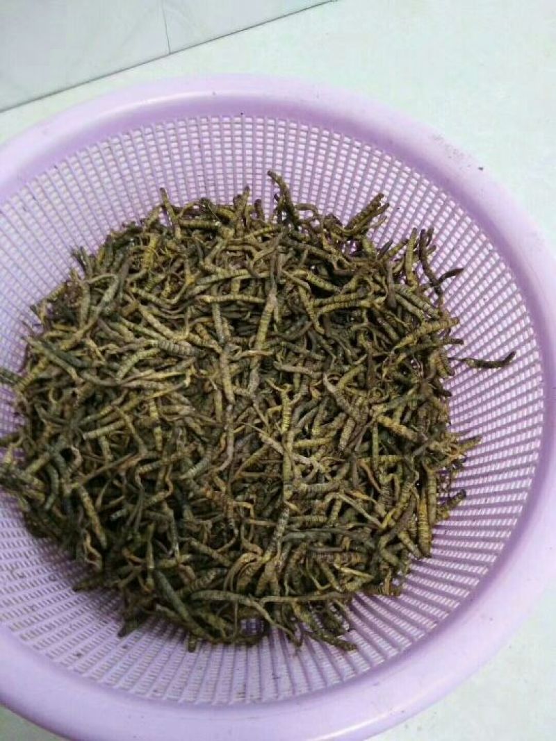 3根1克，有白色黄色，干货冬虫夏草