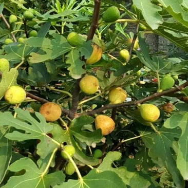 无花果熟了！