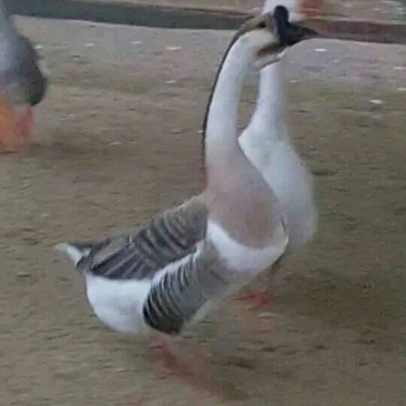 鹅苗，鸭苗