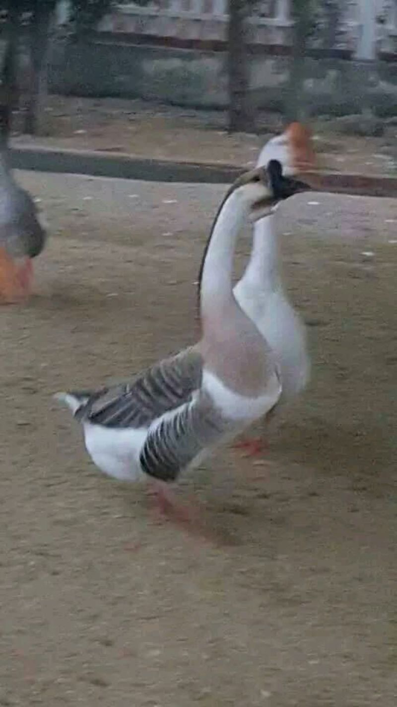 鹅苗，鸭苗