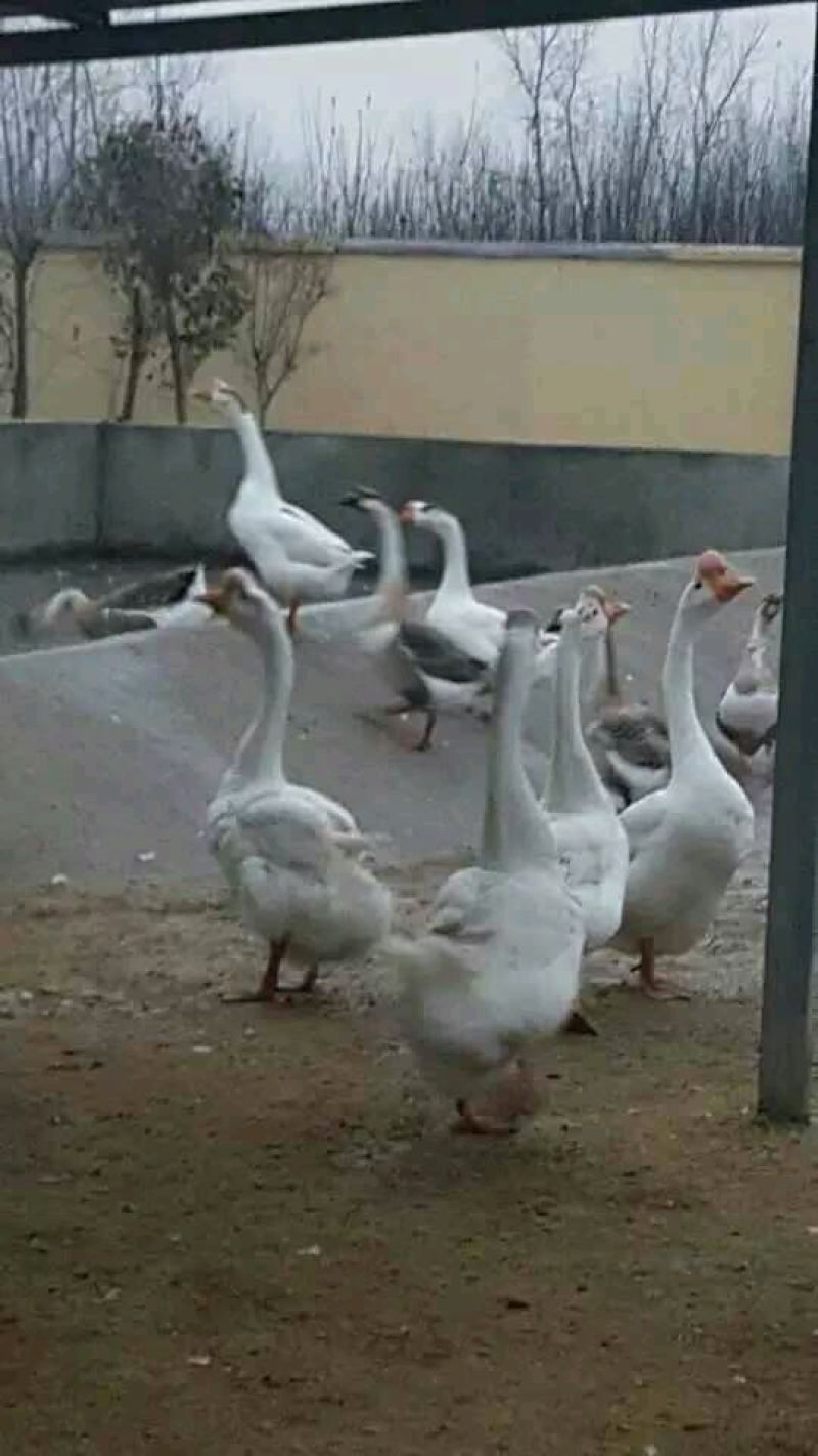 鹅苗，鸭苗