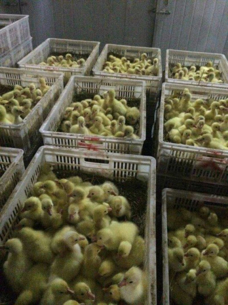 鹅苗，鸭苗