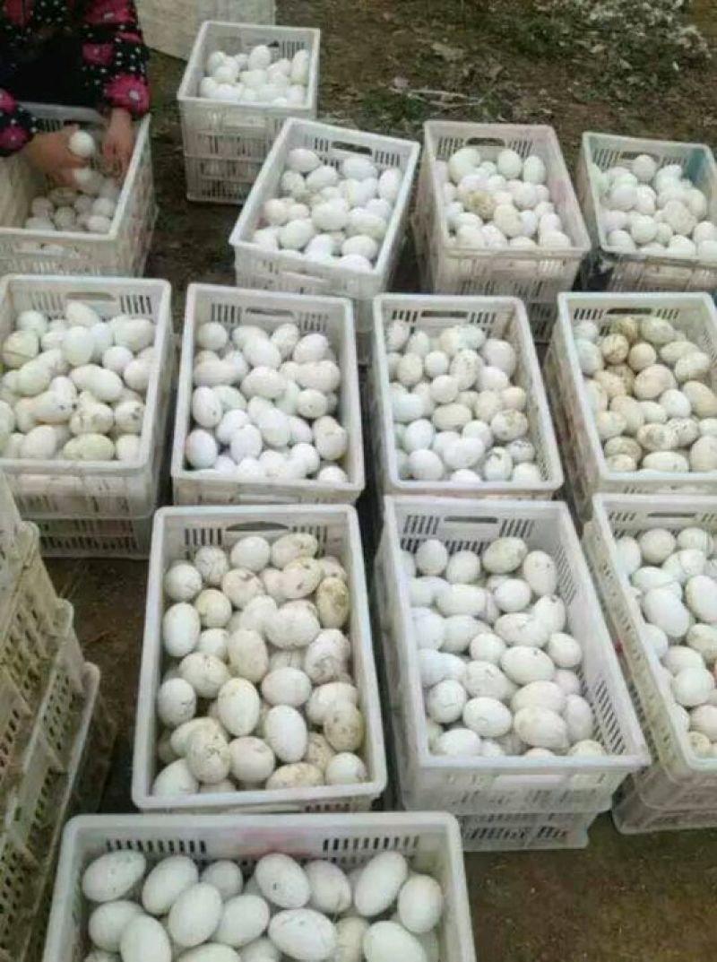 鹅苗，鸭苗