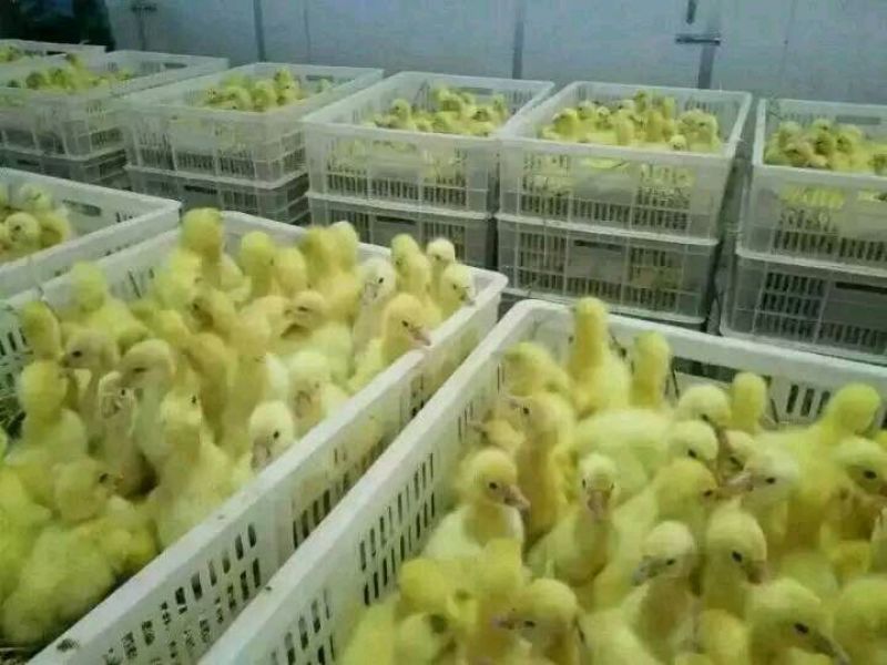 鹅苗，鸭苗