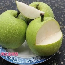 河北皇冠梨