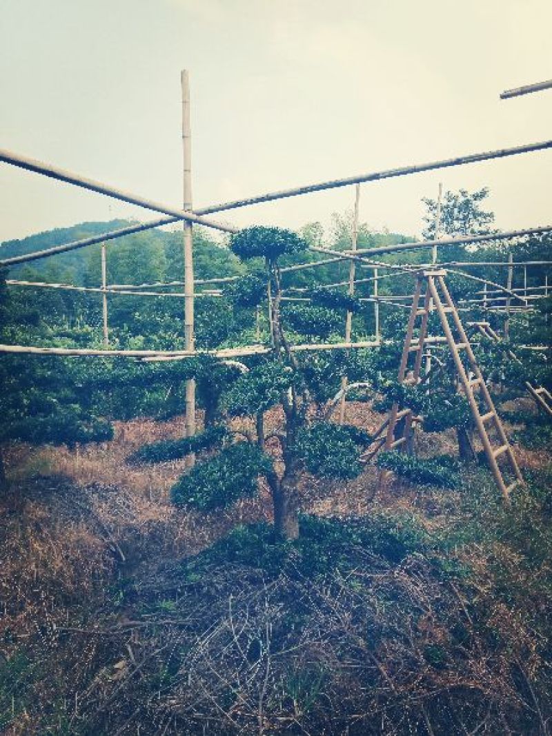 造型罗汉松
