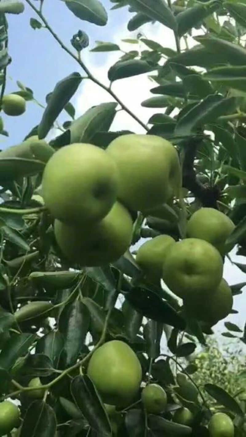 纯沾化冬枣…